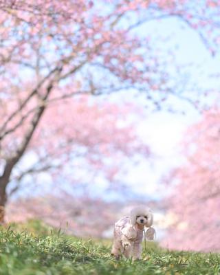 桜の丘で走りたかったよ
