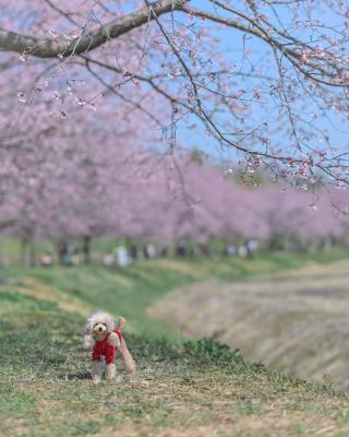 桜並木でスーパーモデル