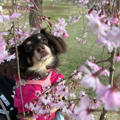 春の匂い