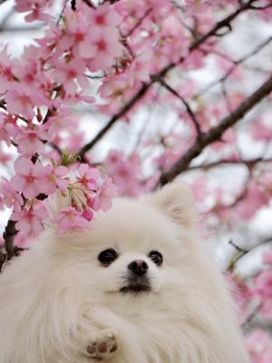 ぴんくのお花