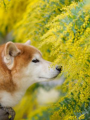 春の香り