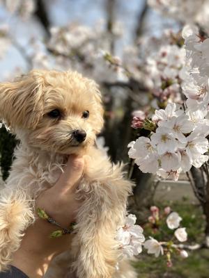 お花見