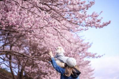 ね、あそこ！綺麗な桜さいてるね
