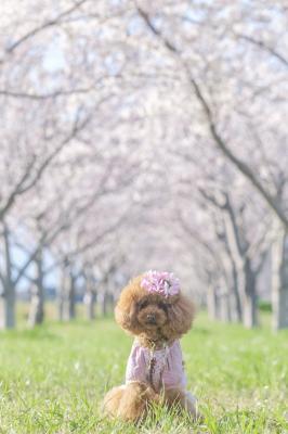 桜姫になりたい
