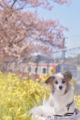 春がいっぱい