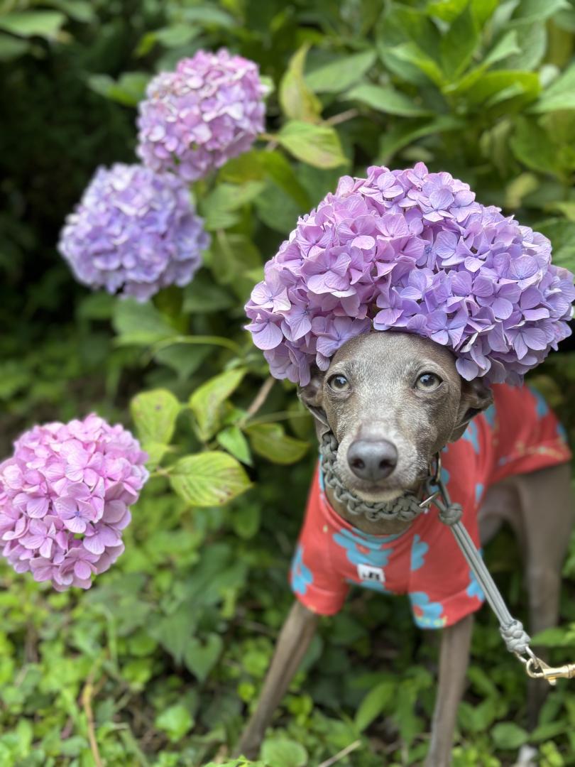 紫陽花アフロ