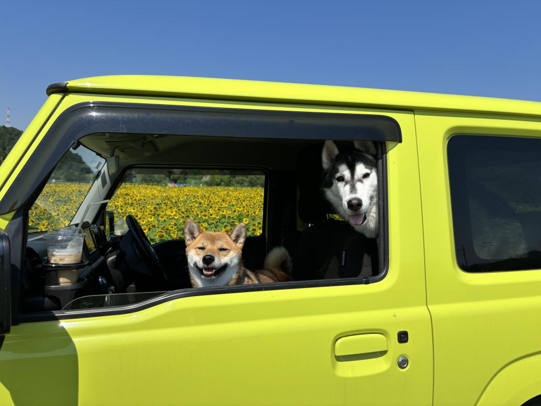 愛犬とひまわりと愛車と。