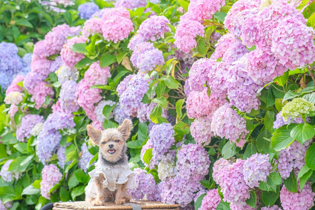 カラフルな紫陽花