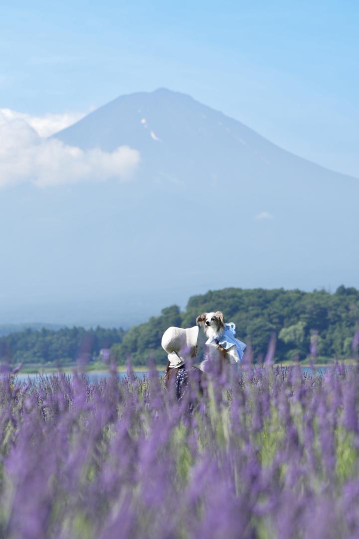 夏の富士山とラベンダー畑