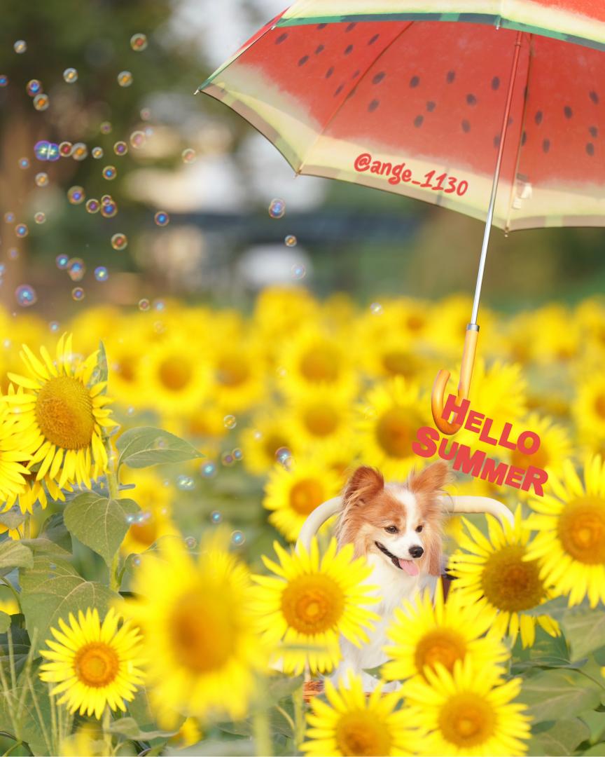 夏が来た