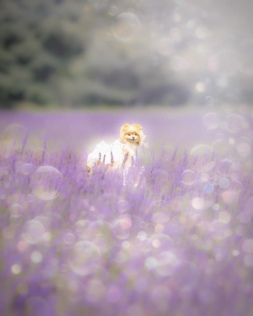 メルヘンなラベンダー畑