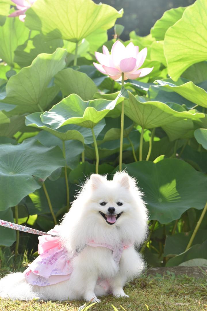 ぐんぐん伸びるよ