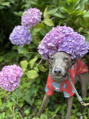 紫陽花アフロ