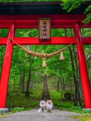長老神社とイチとコッペ
