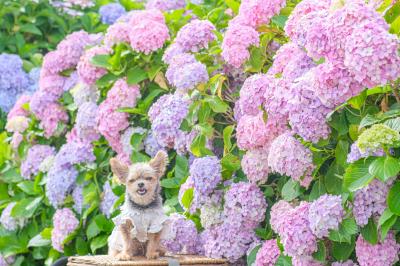 カラフルな紫陽花