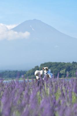 夏の富士山とラベンダー畑