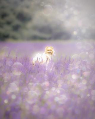 メルヘンなラベンダー畑