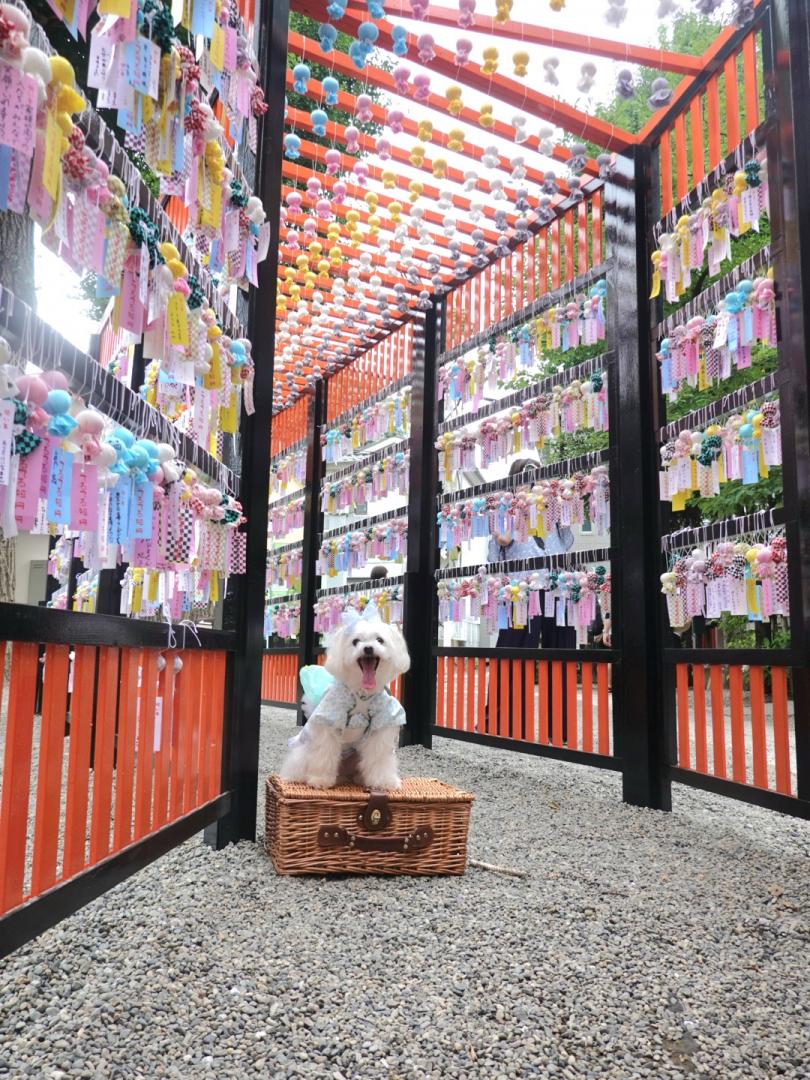 てるてる坊主トンネルでスマイル犬
