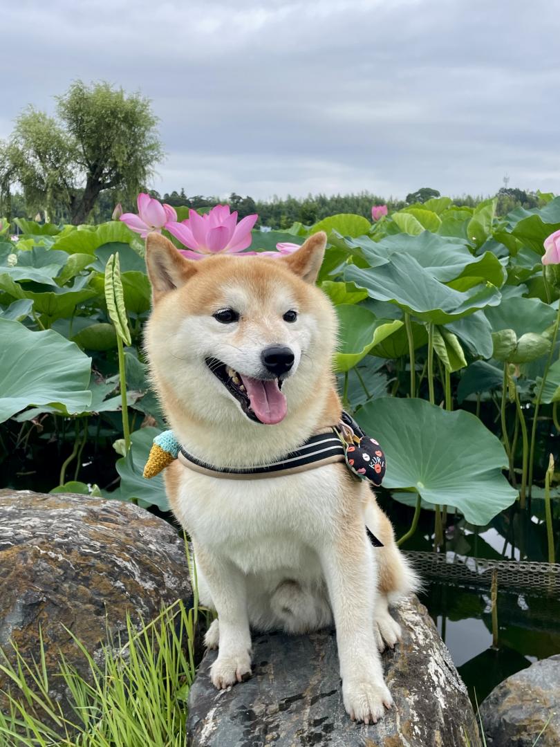朝散歩