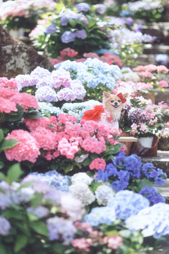 紫陽花の階段