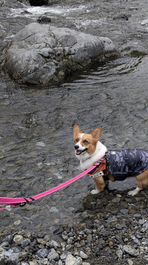 川の水は冷たくて気持ちいいね！