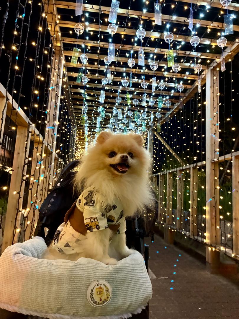 夜風鈴