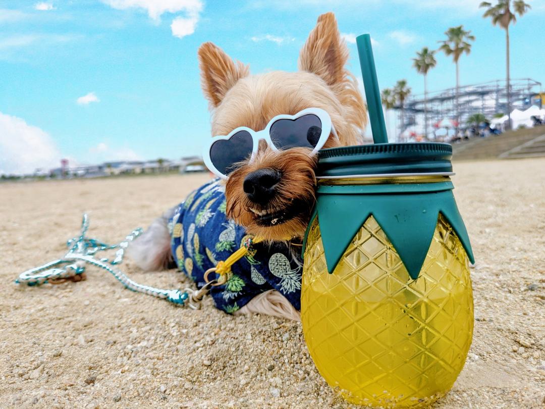 夏だ！海だ！