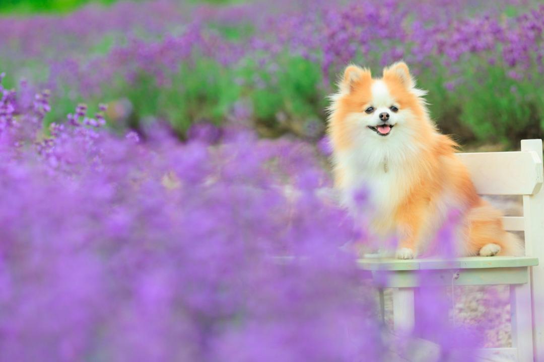 紫の宝石箱