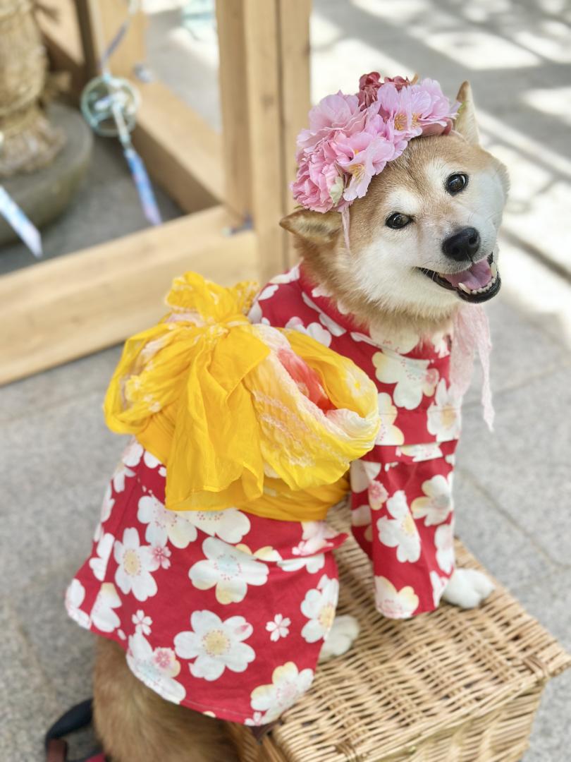 あたしが主役