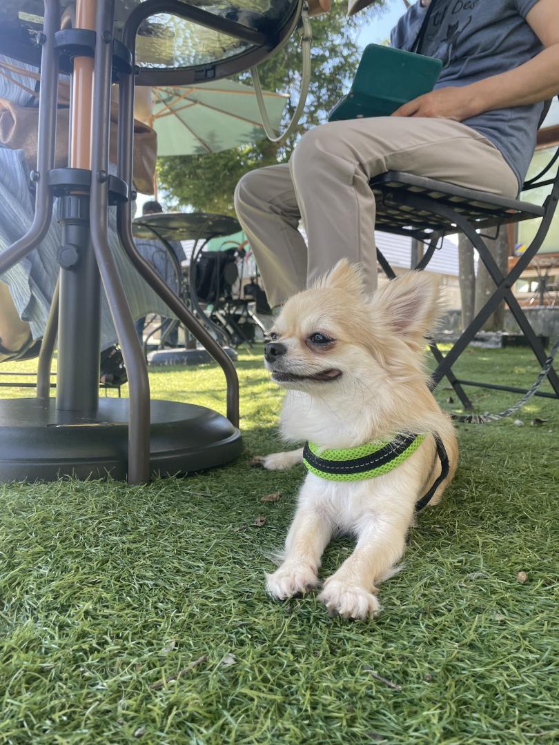 夏の風を嗅ぐ愛犬