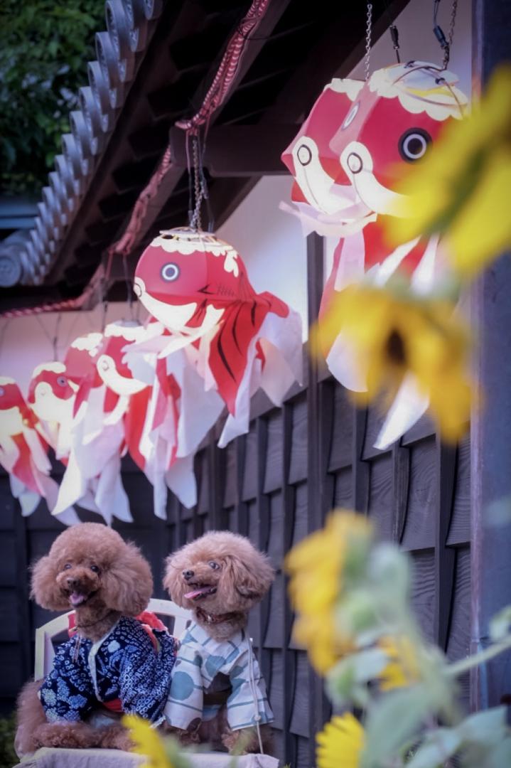 金魚の提灯綺麗だね