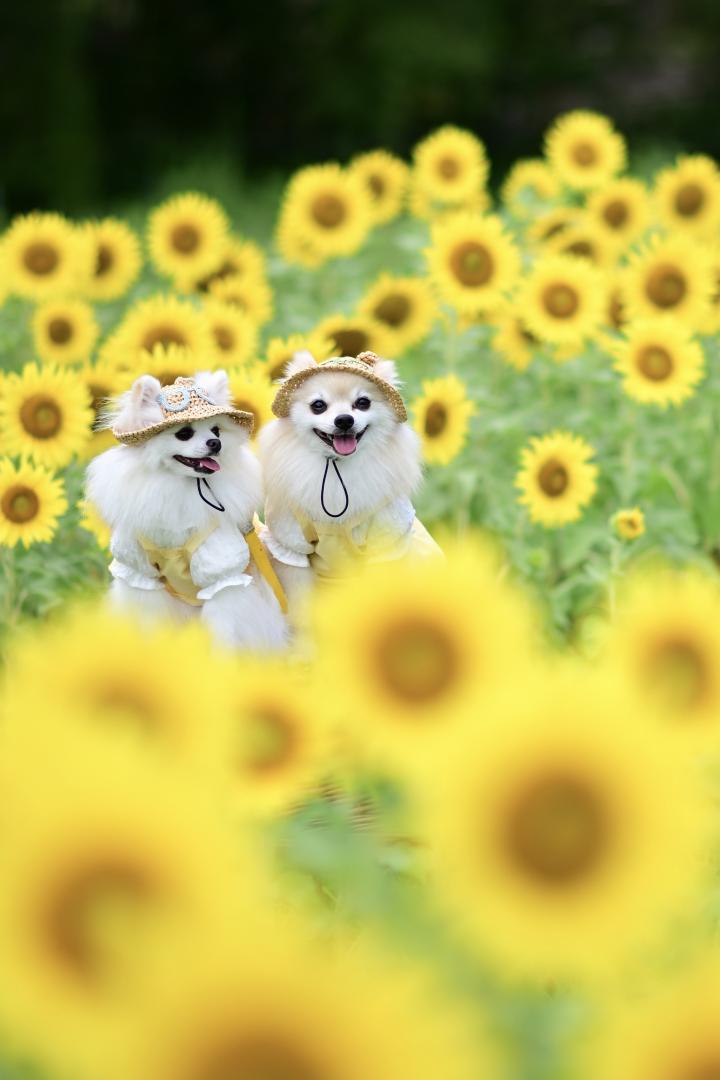 そばにいたいよ