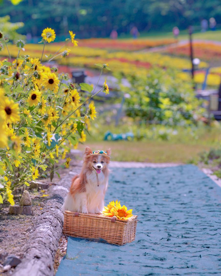 虹色の花畑と向日葵