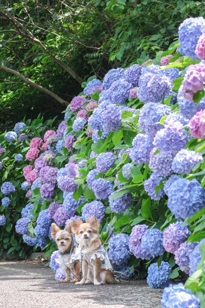 パステルカラーの紫陽花