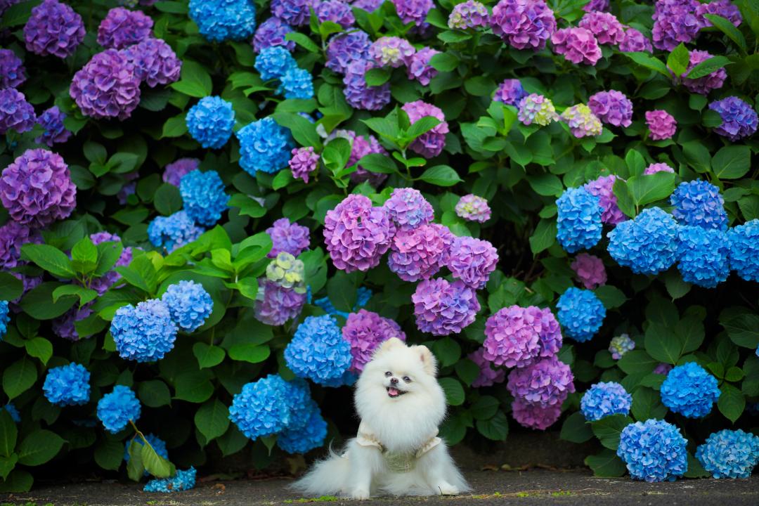 紫陽花が作る一面のフラワーアート