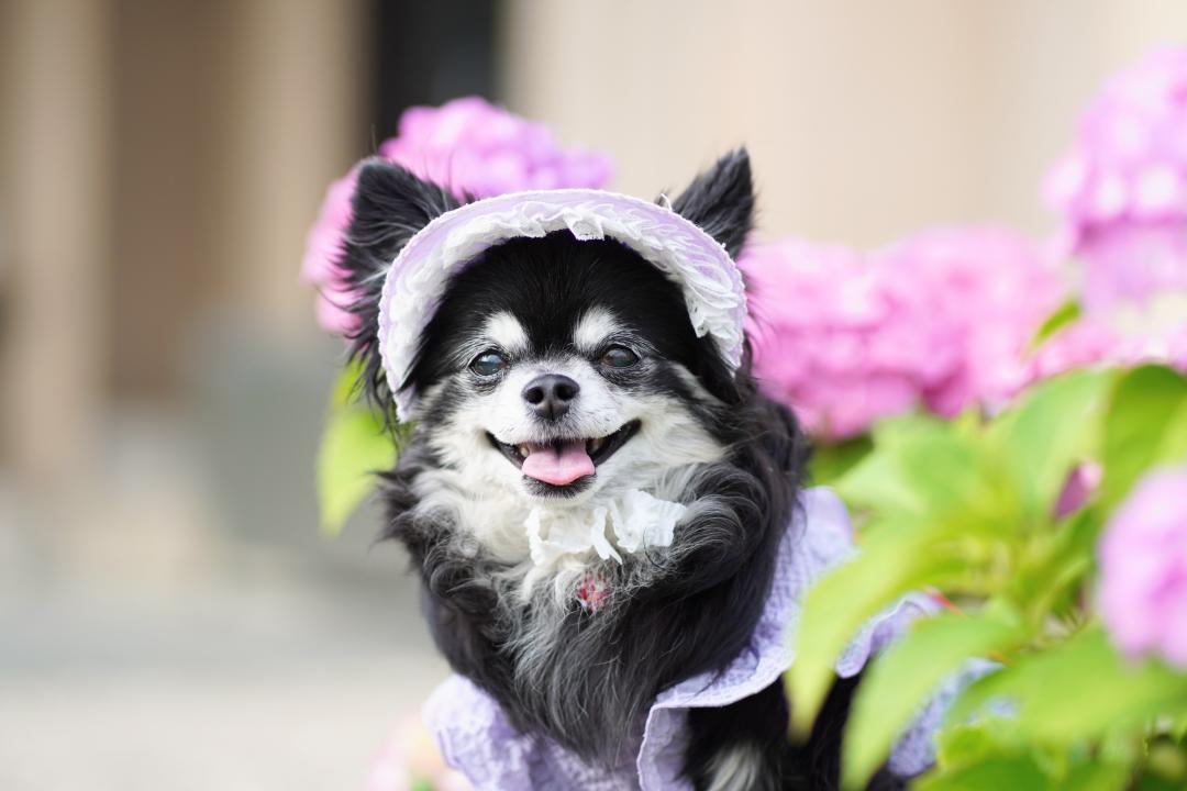 紫陽花と笑顔