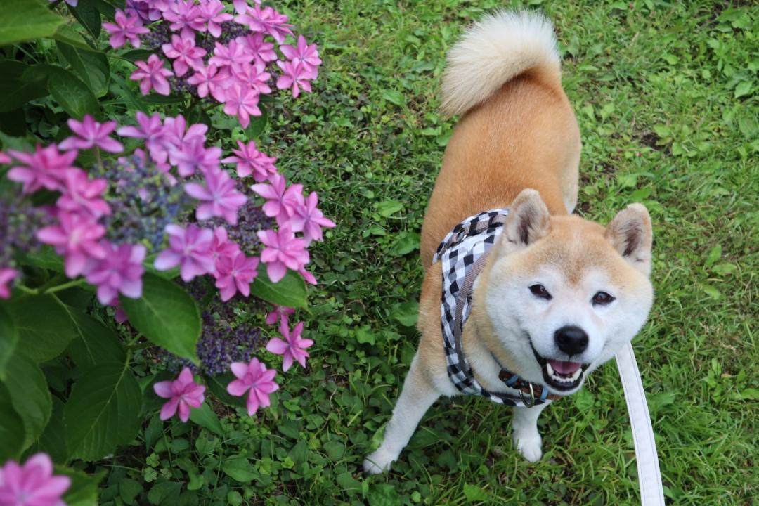 紫陽花と富士