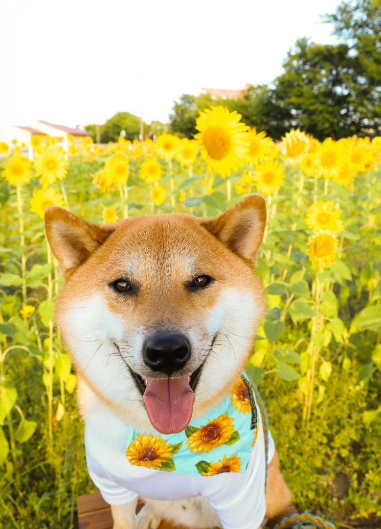 夏休み