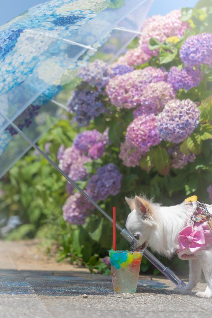 紫陽花は喉で味わう
