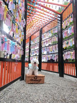 てるてる坊主トンネルでスマイル犬