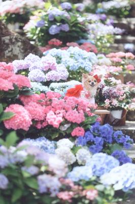 紫陽花の階段