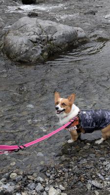 川の水は冷たくて気持ちいいね！