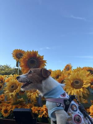 ひまわりとスマイル