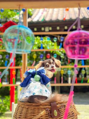 風鈴で涼しさのおすそわけ