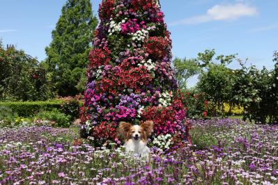 真夏の花に囲まれて