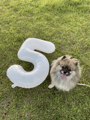 夏男５歳になりました