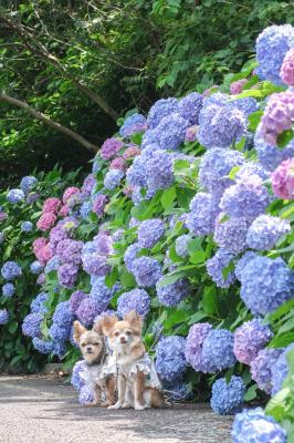 パステルカラーの紫陽花