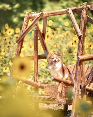 向日葵ぶらんこ