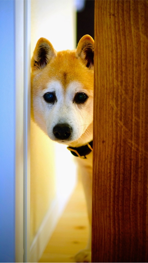 後ろ髪引かれて…