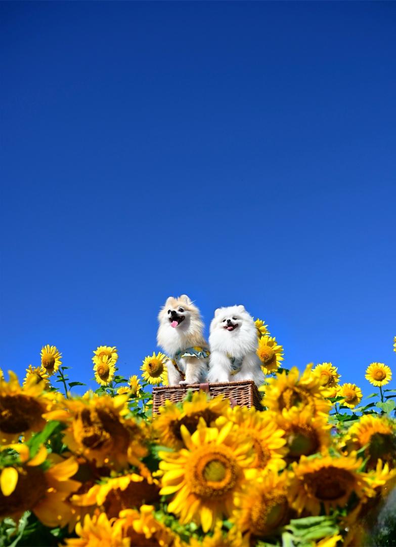 ひまわりの花束と一緒に